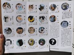 -喵屿·大理花园猫咖