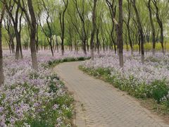 -东郊湿地公园