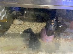 -青石桥花鸟鱼虫市场(叠翠城店)