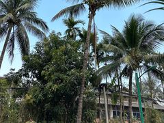 -西双版纳傣族园