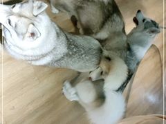 -Husky Go! 哈士奇体验馆·宠物咖啡厅狗咖