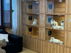 -猫十亿·布偶金渐层·曼基康矮脚猫舍(青年路店)