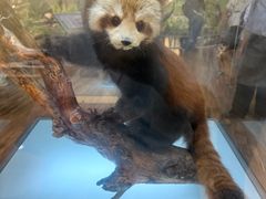 -陕西自然博物馆