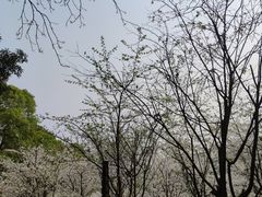 -南山植物园