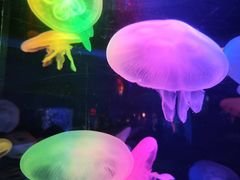 -太平洋海底世界