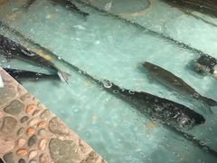 -鱼窝棚柴火铁锅炖(富山屯店)