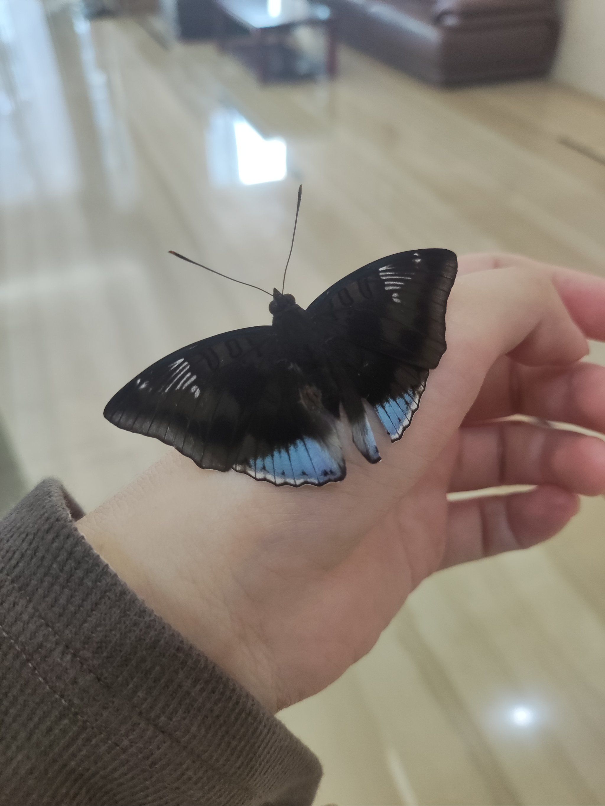 蝴蝶停在我手上啦~好漂亮