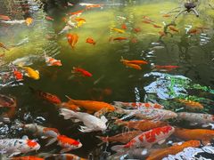 -南宫五洲植物乐园