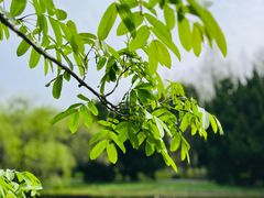 -上海共青森林公园