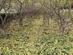 -洛阳市隋唐城遗址植物园