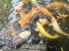 -桂湖森林公园