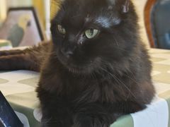 -猫小院猫主题餐厅(南锣旗舰店)