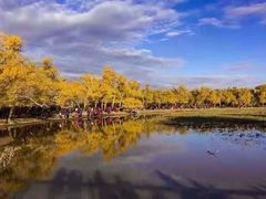 -金塔沙漠胡杨林景区
