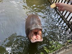 -海南热带野生动植物园