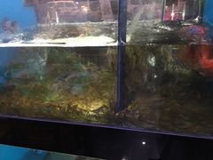 -全乐鱼馆·淳牌有机鱼直营店