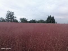 -羊亭河湿地公园