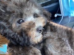 -翊宠yipet猫狗购宠庄园犬舍•猫舍