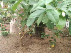 柠檬-北镇龙岗子生态园