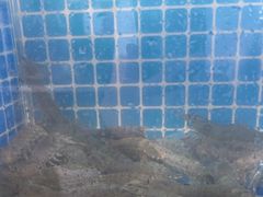 -阿军排档·烧烤