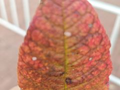 -五营红松林海景区