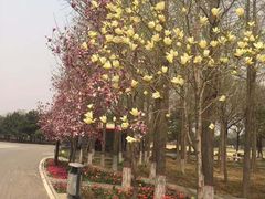 -石家庄市植物园