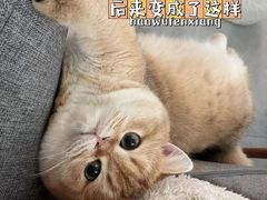 -东方名猫馆·英短金渐层布偶猫舍(环线广场1号楼店)