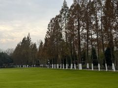 -合肥滨湖国家森林公园