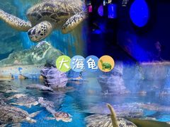 -烟台海昌鲸鲨海洋公园