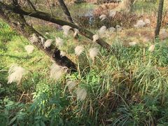 -西湖风景区-江洋畈生态公园