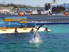 -秦皇岛乐岛海洋王国