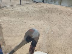 -盐城丹顶鹤湿地生态旅游区