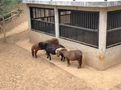 -石家庄市动物园