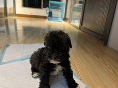 -翊宠yipet猫狗购宠庄园犬舍•猫舍