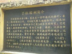 -瑞丽独树成林风景区