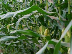 -庞各庄翠芳园西瓜蔬菜基地采摘园