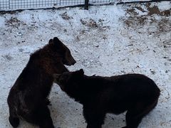 -大连森林动物园