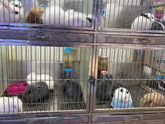 -青石桥花鸟鱼虫市场(叠翠城店)