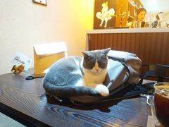 -猫友咖啡店(玉林西路店)