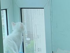 -东方名猫馆·英短金渐层布偶猫舍(环线广场1号楼店)