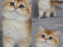 -小猫来了·猫舍(红山六九七九店)