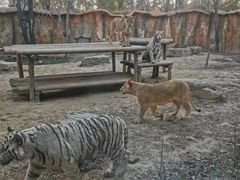 -北京野生动物园