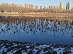 -丁香湖公园