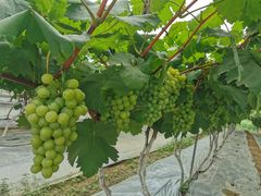 -金谷域澳洲庄园