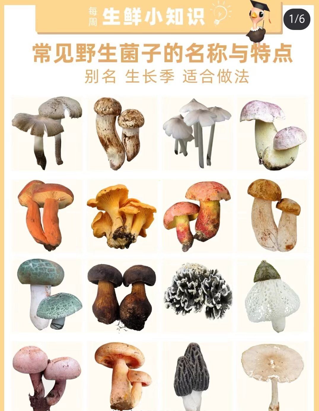 常见野生菌子的名称与特点✅
