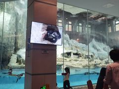 -帝企鹅自助餐厅•儿童岛•真企鹅(长隆企鹅酒店)