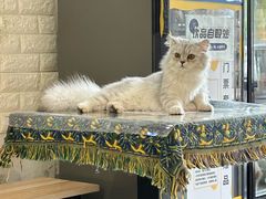 -平行世界·猫咖(首经贸店)