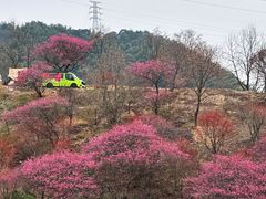 -新建村梅花