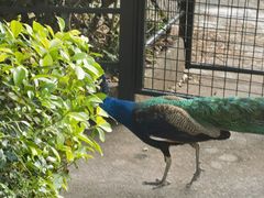 -深圳野生动物园