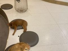 -飞行喵MR PILOT|猫舍·猫咖(静安大融城店)