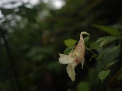 -西岭雪山大飞水景区